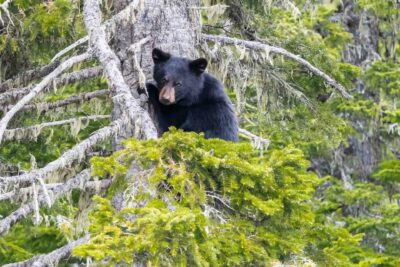In Sicherheit - Trans-Labrador Highway - Labrador