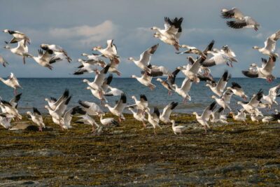 Schneegänse - Sankt-Lorenz-Strom - Québec